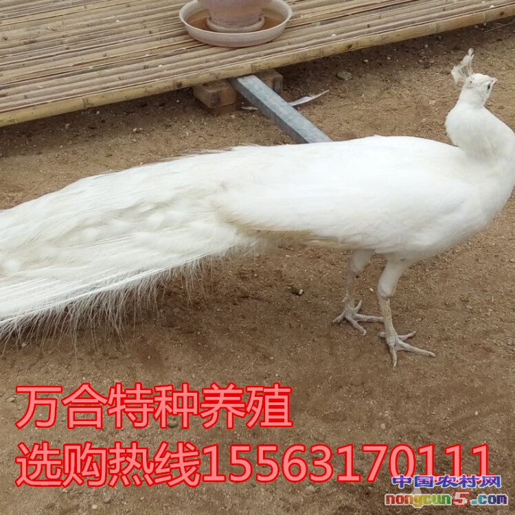 ~6)C9DMRN2YF0
