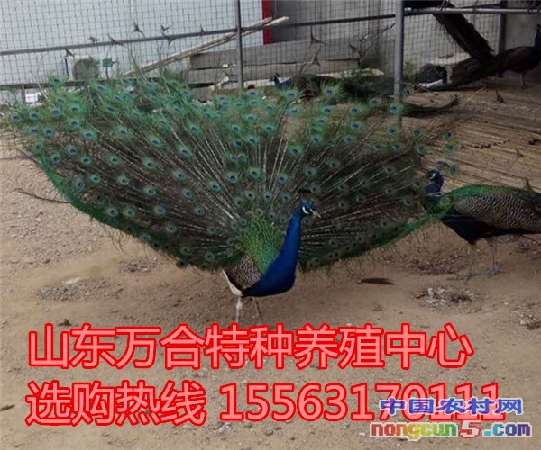 (APDIN3KR8R)PK2{{M41@JW_副本