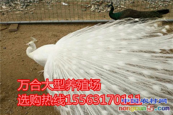 9D7F543794F5F86DE0136702994F977D_副本_副本
