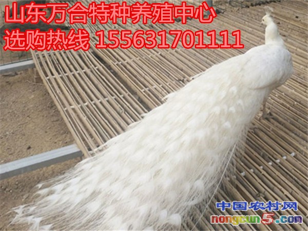 001C36FA620A0F411A9BD73F906014D9_副本_副本_副本