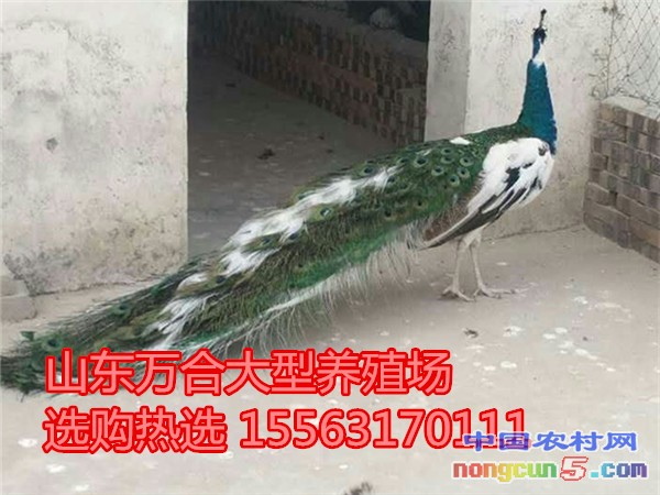 1CC00606321957083D3BACDD4EA97C31_副本_副本