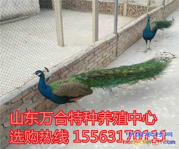2C7AABD7CE4A4BBD6DCF07CB2147E1D9_副本_副本