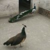 一年的孔雀多少錢