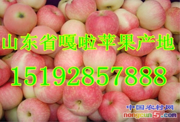 嘎啦2