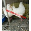 元寶鴿一對(duì)多少錢元寶鴿有幾種顏色