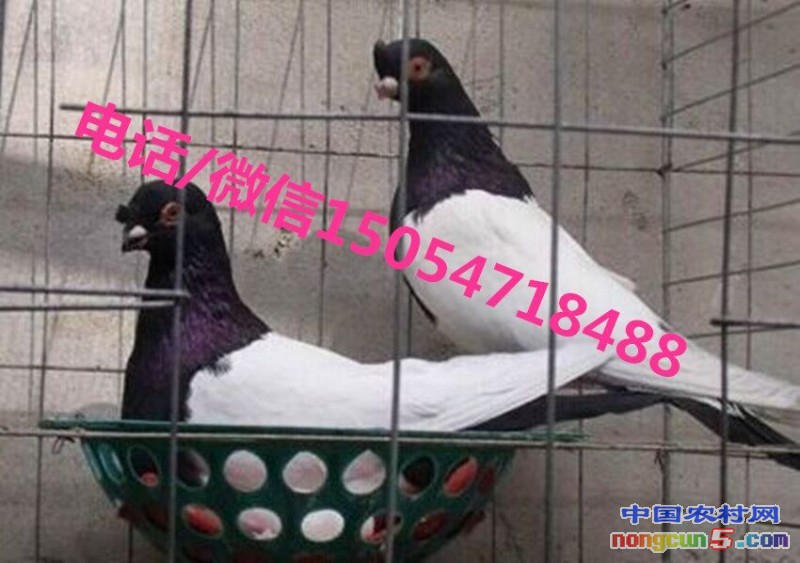 QQ圖片20160629124023