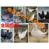 觀賞鴿種鴿一對(duì)多少錢觀賞鴿有哪些品種