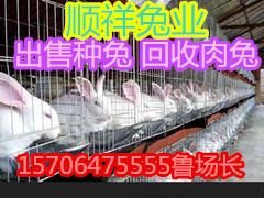 新西蘭種兔肉兔多少錢一只哪里有種兔銷售價格合理