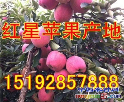 紅星蘋果6