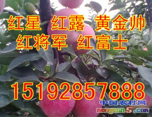 蘋果6