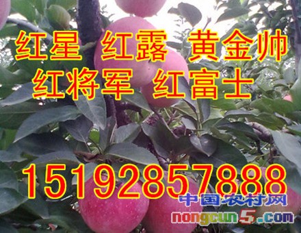 蘋果6字