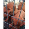 2個(gè)月比特幼犬出售