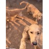 3個(gè)月金毛幼犬出售