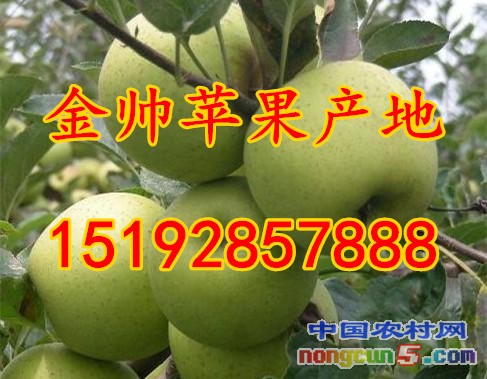金帥4字
