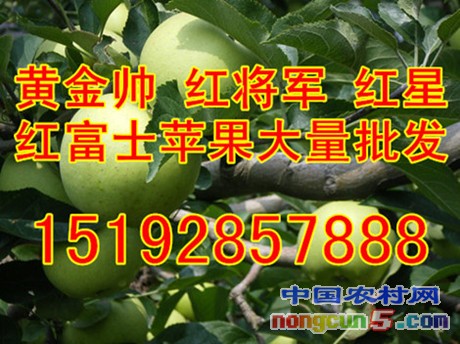 金帥2字