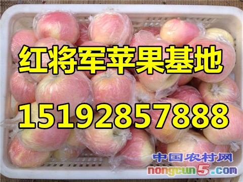 紅將軍2字