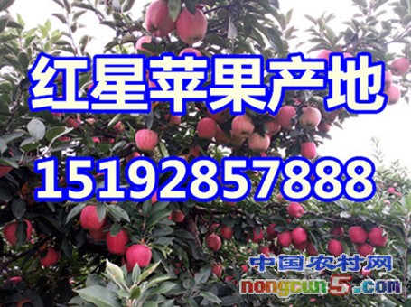 紅星蘋果3字