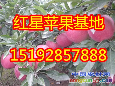 紅星蘋果2字
