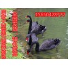賣黑天鵝在什么地方什么地方有賣黑天鵝的