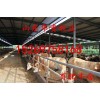 重慶肉牛多少錢重慶肉牛多少錢