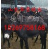 陜西肉驢養(yǎng)殖場陜西肉驢養(yǎng)殖場