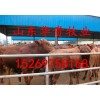 上海肉驢養(yǎng)殖場上海肉驢養(yǎng)殖場