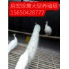 銷售孔雀什么地方有賣孔雀的