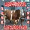 山西西門塔爾肉牛場(chǎng)