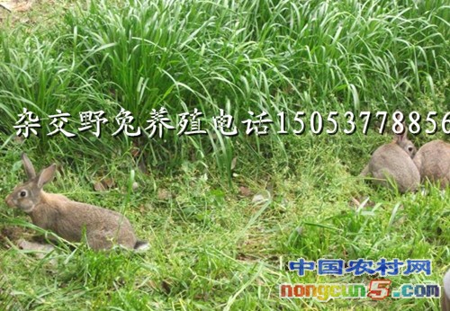 46b3a302007c5302_副本