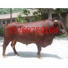 成都肉牛養(yǎng)殖場成都肉牛養(yǎng)殖場