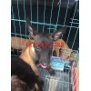 精品馬犬價(jià)格圖片飼養(yǎng)方法