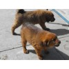 純種名犬，獵犬，斗犬，寵物犬和改良肉狗苗價(jià)格，我場(chǎng)包技術(shù)運(yùn)輸