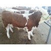 新疆肉牛犊价格$肉牛市场价多少钱一斤