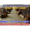 十堰西門塔爾育肥牛價格行情