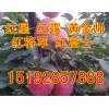 山東紅將軍蘋果銷售價格