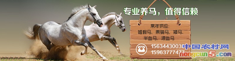 馬場(chǎng)4_副本_副本
