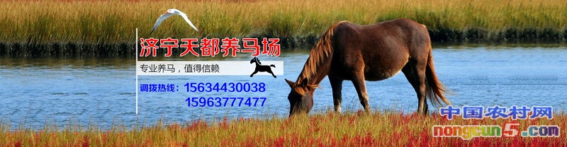 馬場(chǎng)3_副本_副本