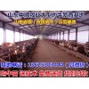 隨州西門塔爾育肥牛價(jià)格行情