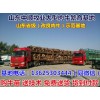 天門西門塔爾育肥牛價(jià)格行情