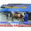 株洲西門塔爾育肥牛價(jià)格行情