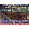永州西門塔爾育肥牛價(jià)格行情