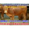 景德鎮(zhèn)西門塔爾育肥牛價(jià)格行情