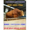 九江西門塔爾育肥牛價(jià)格行情