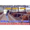 佛山西門塔爾育肥牛價(jià)格行情