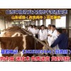 梅州西門塔爾育肥牛價(jià)格行情