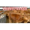 怎樣養(yǎng)肉牛
