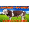 肉牛場規(guī)劃圖
