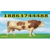 今年肉牛價格走勢