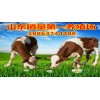 如何圈養(yǎng)牛