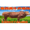養(yǎng)牛糞便處理